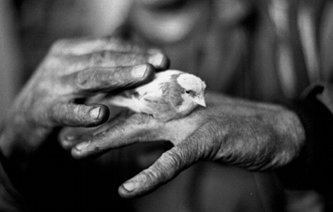 Picture of miner's hands holding a canary