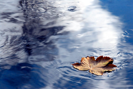 Picture of a leaf floating on blue water